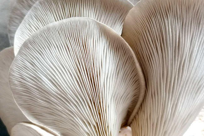 Le Myceliste Mushrooms: Pleurote Gris