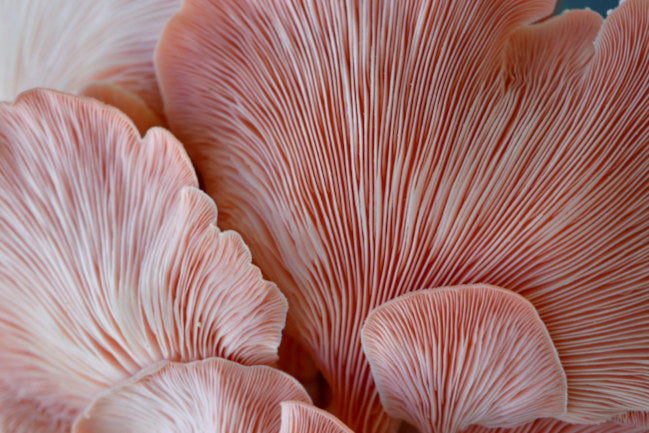 Le Myceliste: Pleurote Rose (Tree Oyster Mushrooms)